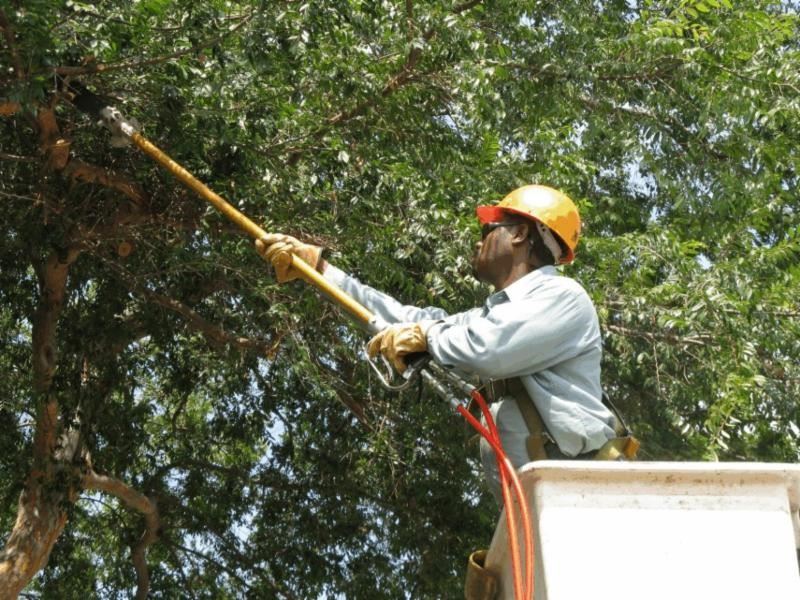 ComEd Tree Trimming